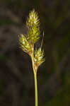 Shortbeak sedge